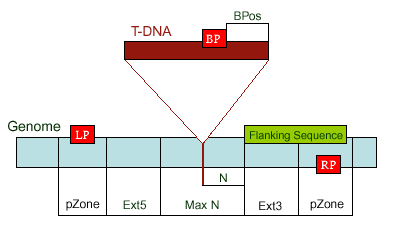 DNA Flanking Region - an overview
